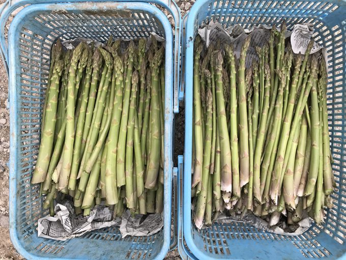 アスパラガスにも品種があるって知ってましたか おいしい と評価される野菜を極める 北海道 富良野 感動野菜産直農家 寺坂農園ブログ