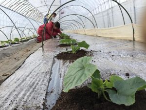 メロン定植作業