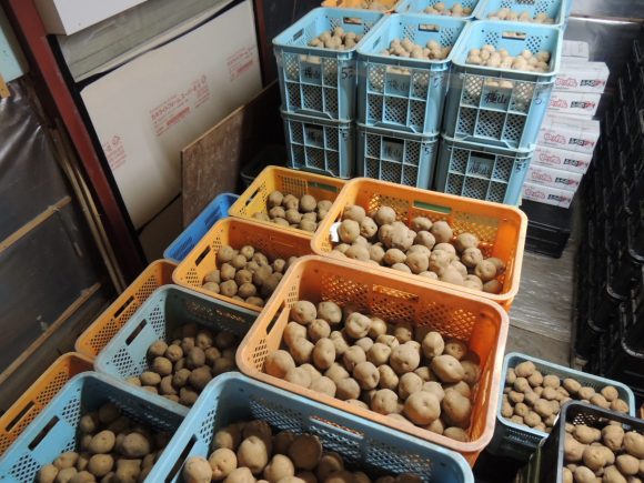 低温倉庫にジャガイモを保管している写真