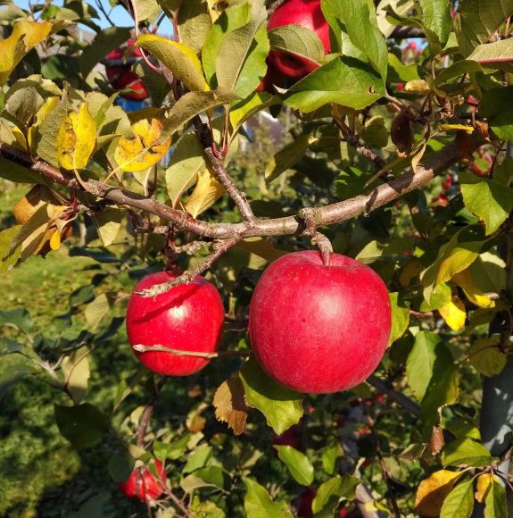りんご宮美ふじが木になっている写真