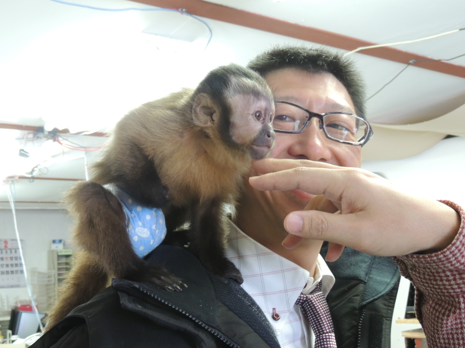ちょ かわいいな O 寺坂農園にお猿さんが来た 北海道 富良野 感動野菜産直農家 寺坂農園ブログ