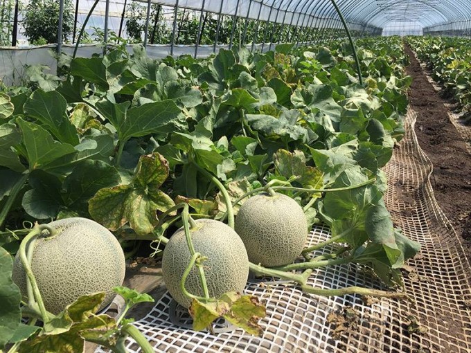 連載３ 北海道で最高のメロンを作るために 寺坂農園 北海道 富良野 感動野菜産直農家 寺坂農園ブログ