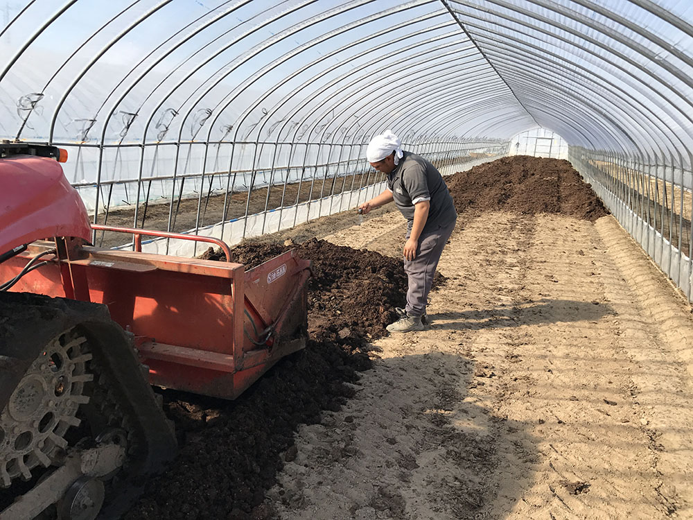 Eliminer les mauvaises herbes