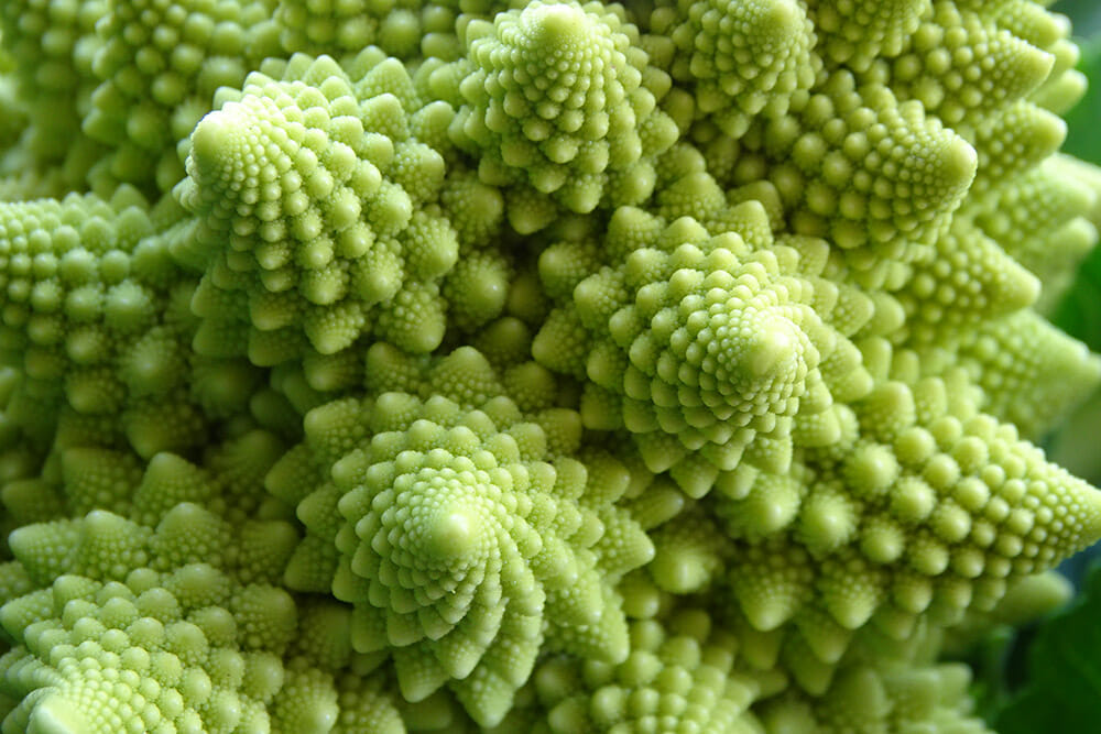 美しすぎる野菜 ロマネスコ 神秘の野菜 北海道 富良野 寺坂農園 北海道 富良野 感動野菜産直農家 寺坂農園ブログ