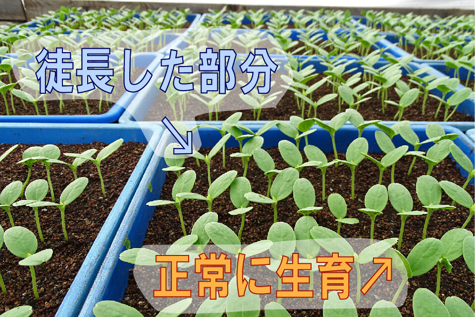 富良野メロンを軟弱に育てちゃダメ！：北海道 寺坂農園 -北海道
