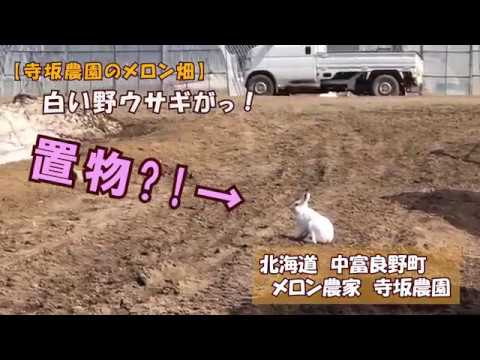 白い野ウサギは幸運の象徴 北海道 富良野 メロン農家の寺坂農園 北海道 富良野 感動野菜産直農家 寺坂農園ブログ