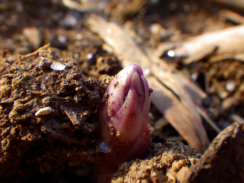 アスパラ芽吹き