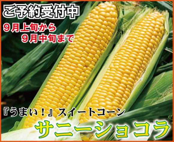 サニーショコラTOP