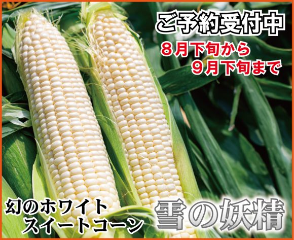雪の妖精TOP