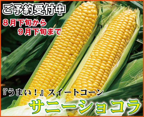 サニーショコラTOP